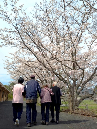 桜道散歩
